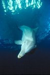 Bottlenose Dolphin Photo