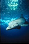 Bottlenose Dolphin Photo