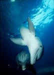 Bottlenose Dolphin Photo