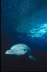 Bottlenose Dolphin Photo