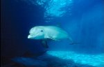 Bottlenose Dolphin Photo