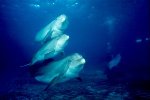 Bottlenose Dolphin Photo
