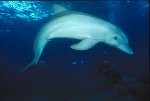 Bottlenose Dolphin Photo