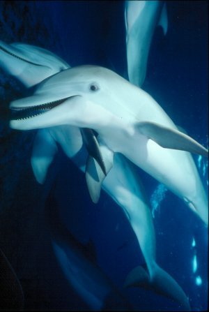 Bottlenose Dolphin Photo