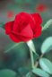 Nature Photography - Rose
