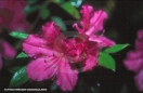 Nature Photography - Azaleas