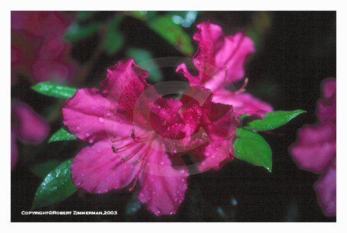 Flowers 10 Art Print