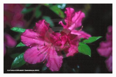 Flowers 10 - Azalea