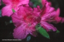 Nature Photography - Azaleas