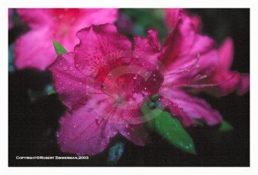 Flowers 11 - Azalea
