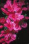 Nature Photography - Azaleas