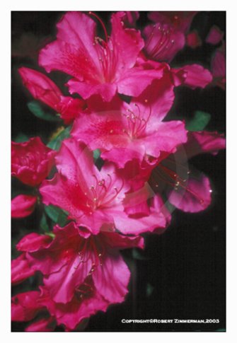Flowers 12 Art Print