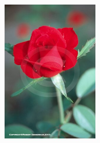 Rose Print