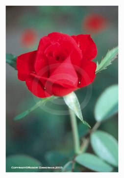 Flowers 1 - Rose