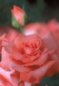 Nature Photography - Rose