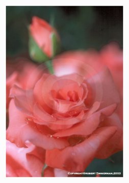 Flowers 2 - Roses