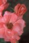 Nature Photography - Rose