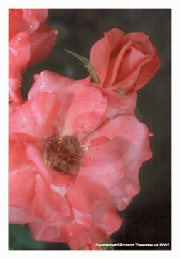Flowers 3 - Roses