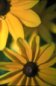 Nature Photography - Daisy