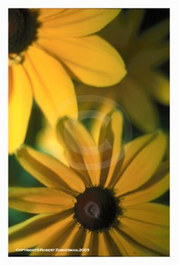 Flowers 4 - Daisy