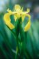 Nature Photography - Iris