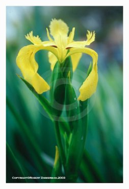 Flowers 5 - Iris