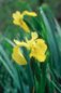 Nature Photography - Iris