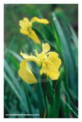 Flowers 6 Art Print