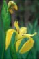 Nature Photography - Iris