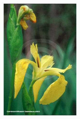 Flowers 7 Art Print