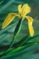 Nature Photography - Iris