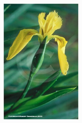 Flowers 8 Art Print