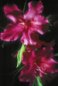Nature Photography - Azaleas