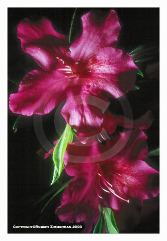 Flowers 9 Art Print