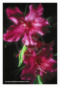 Flowers 9 - Azalea