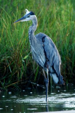 Great Blue Heron