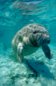 Florida Manatee Photograph