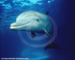 Florida Bottlenose Dolphin Photograph