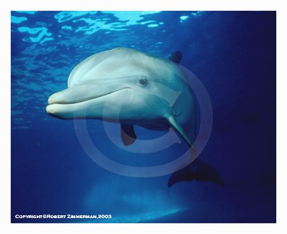 Dolphin 11 Art Print