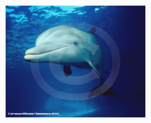 Dolphin