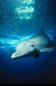 Florida Bottlenose Dolphin Photograph