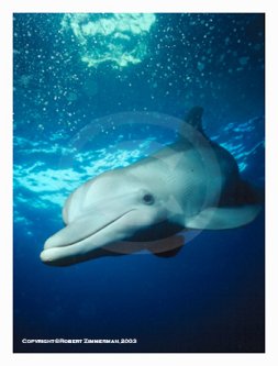 Dolphin Photo