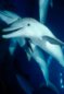Florida Bottlenose Dolphin Photograph