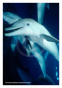 Dolphins Photo