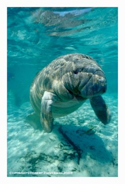 Manatee 1935
