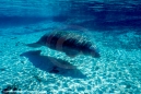 Florida Manatee Photograph