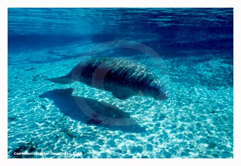 Manatee Art Print