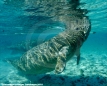 Florida Manatee Photograph