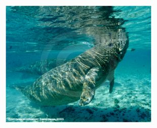 Mammals 3 - Manatee
