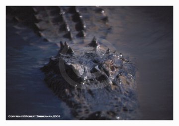 Alligator